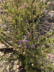 Felicia filifolia