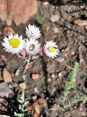 Achyranthemum affine