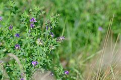 Medicago sativa