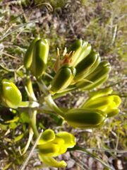 Albuca setosa