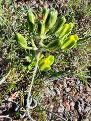 Albuca setosa