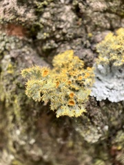 Teloschistes chrysophthalmus