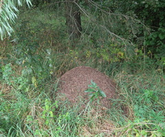 Formica rufa