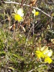 Bulbine