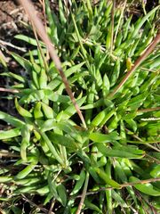 Bulbine