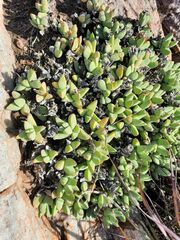 Delosperma algoense