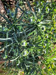 Euphorbia clava