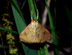 Pyraustinae