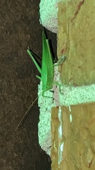 Amblycorypha oblongifolia