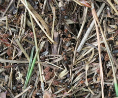 Formica rufa