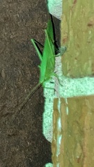 Amblycorypha oblongifolia