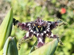 Ferraria crispa