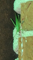 Amblycorypha oblongifolia