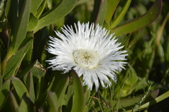 Carpobrotus edulis