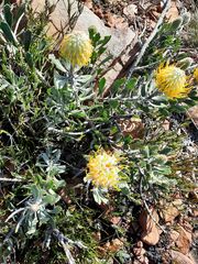 Leucospermum cuneiforme