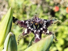 Ferraria crispa