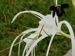 Xylocopa aestuans