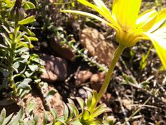 Osteospermum imbricatum