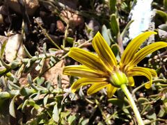 Osteospermum imbricatum