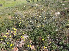 Osteospermum junceum