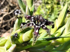 Ferraria crispa