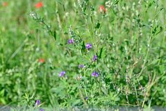 Medicago sativa