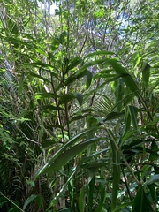Hedychium flavescens