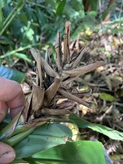 Hedychium flavescens