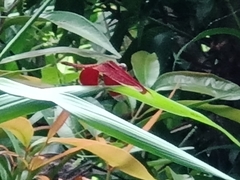 Neurothemis fluctuans