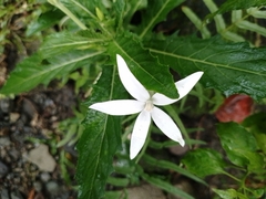 Hippobroma longiflora