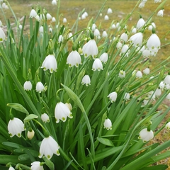 Leucojum aestivum