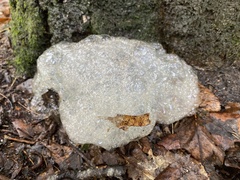 Myxarium nucleatum