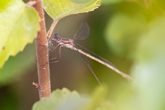 Lestes sponsa