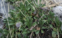 Globularia cordifolia