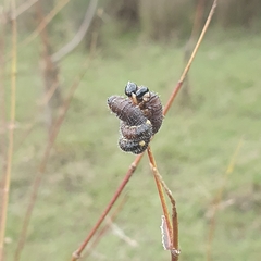 Perga affinis