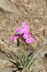 Dianthus balbisii