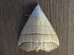 Colobochyla salicalis