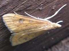 Udea ferrugalis
