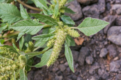 Amaranthus