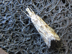 Microchilo inouei