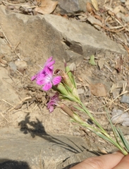 Dianthus balbisii