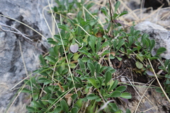 Globularia cordifolia