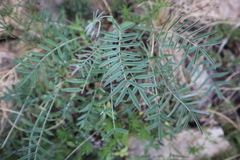 Astragalus miser