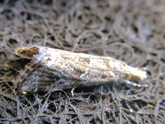 Microchilo inouei