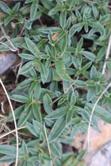 Helianthemum