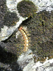 Acronicta euphorbiae