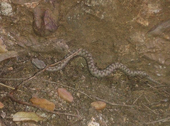 Vipera aspis