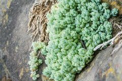 Sedum dasyphyllum