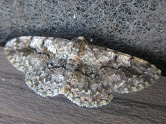 Satoblephara parvularia