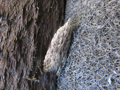 Tornodoxa paraleptopalta